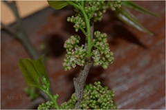 Aphananthe cuspidata